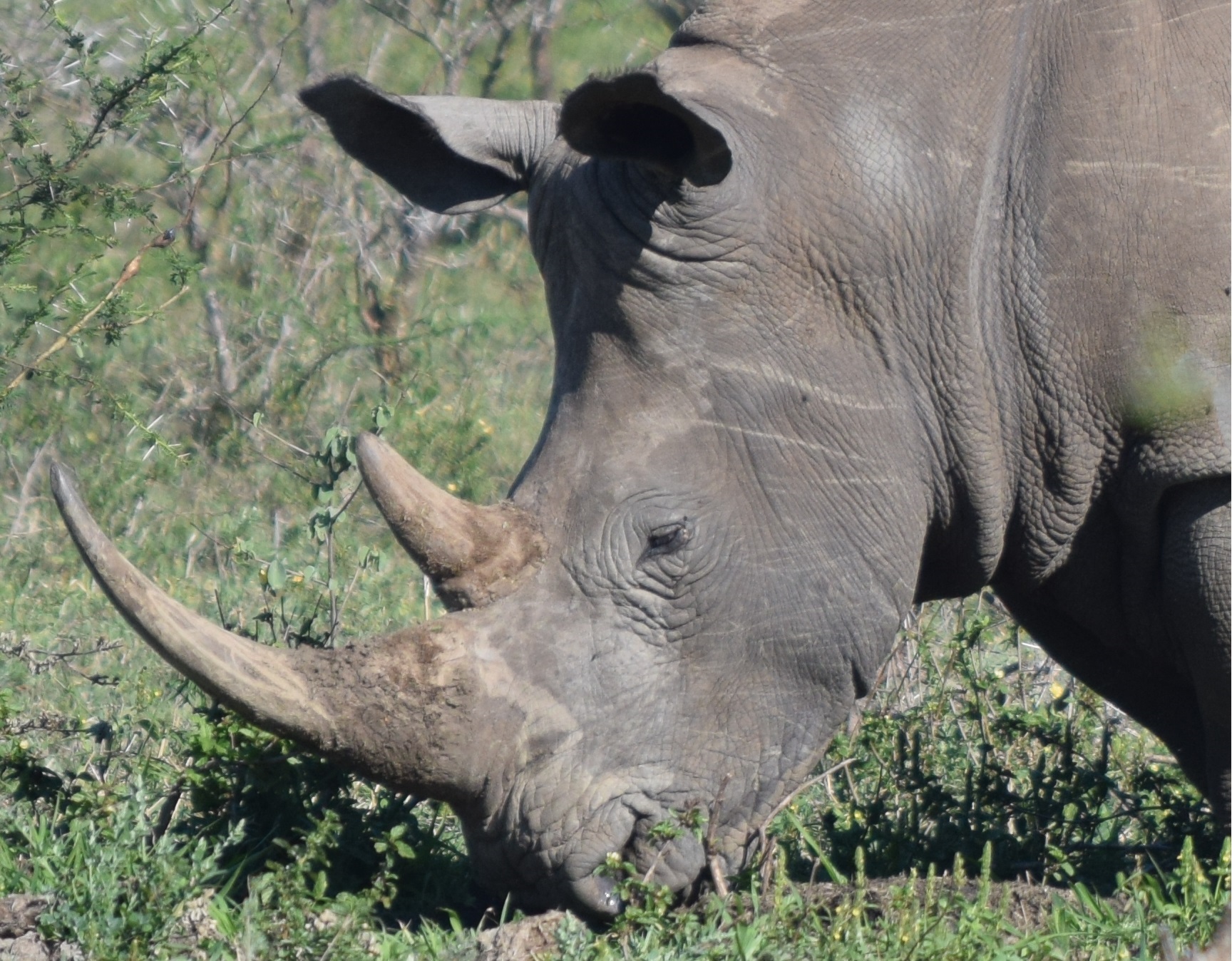 Legalizing rhino horn