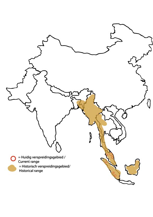 Sumatraanse  Neushoorn