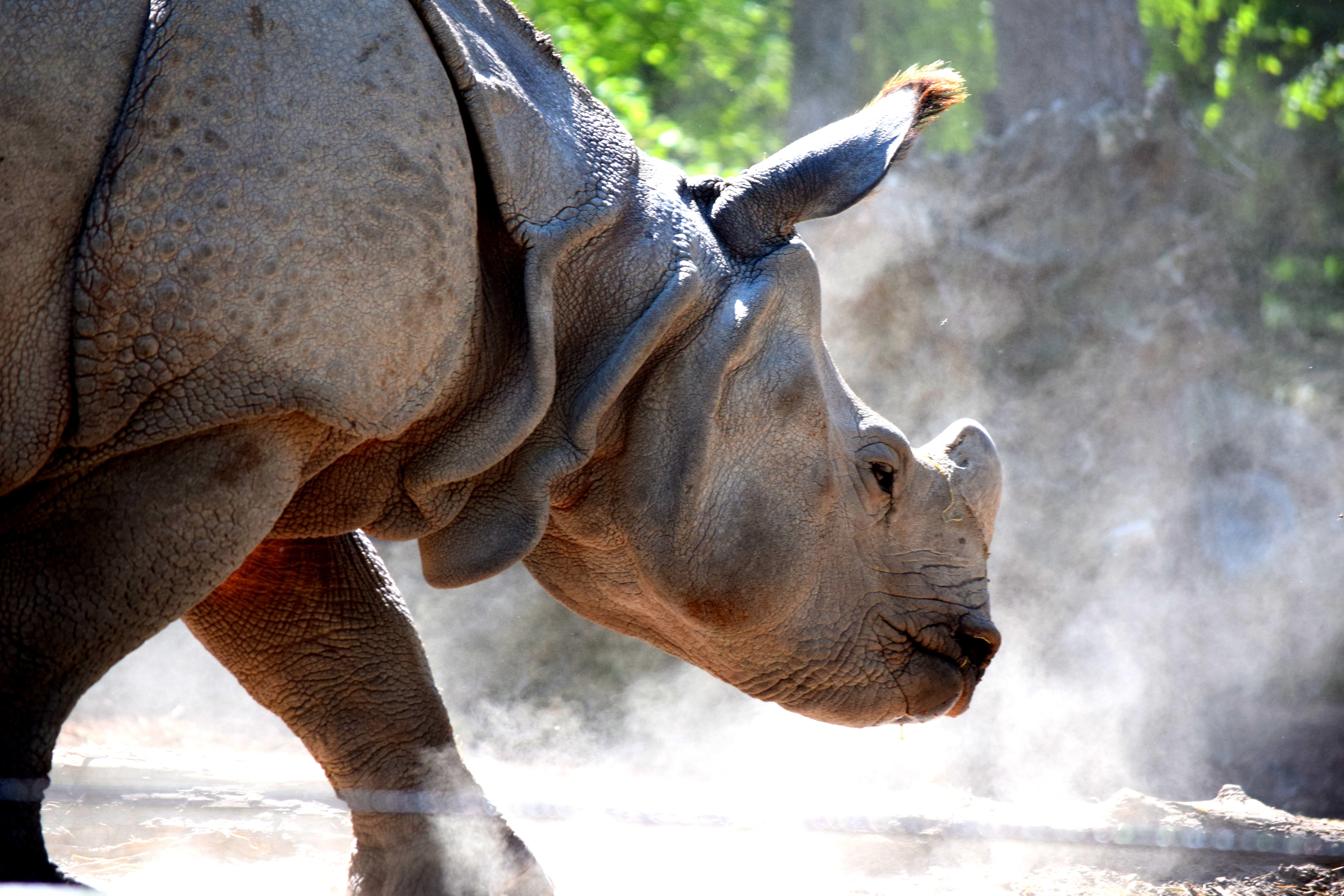 Importance of zoos for rhino