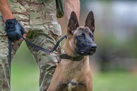 Deployment of the K9-Unit